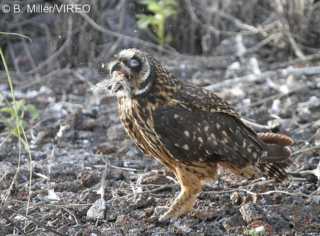 Short-eared Owl m47-17-061.jpg